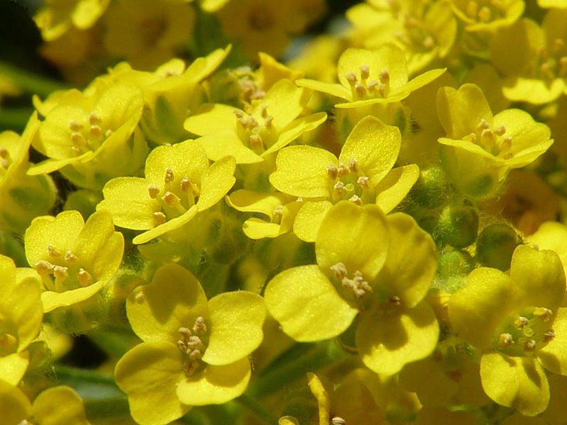 Yellow Aurinia Saxatilis Flower Seeds for Planting