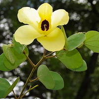 Yellow Bauhinia Flower Seeds for Planting