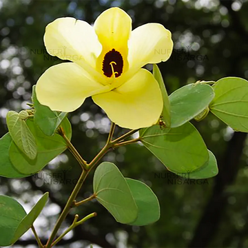 Yellow Bauhinia Flower Seeds for Planting