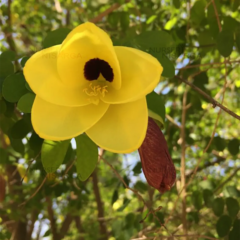 Yellow Bauhinia Flower Seeds – Cut Flower Favorite Heirloom & NonGMO Seeds for Home Garden
 
 Sale