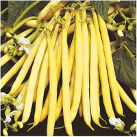 Yellow bean seeds for productive garden harvest