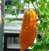 Yellow bittergourd vegetable seeds for planting