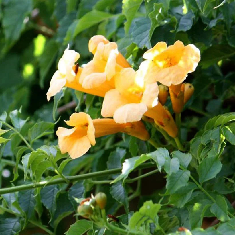 Yellow Campsis Radicans Flowers Growing on Trellis