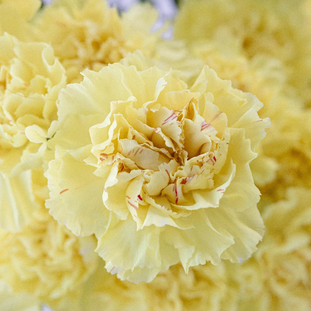 Yellow Purple Carnation Flower Seeds Flower seeds for Planting - Long Bloom Season, Heirloom & GMO Free Seeds for Home Garden