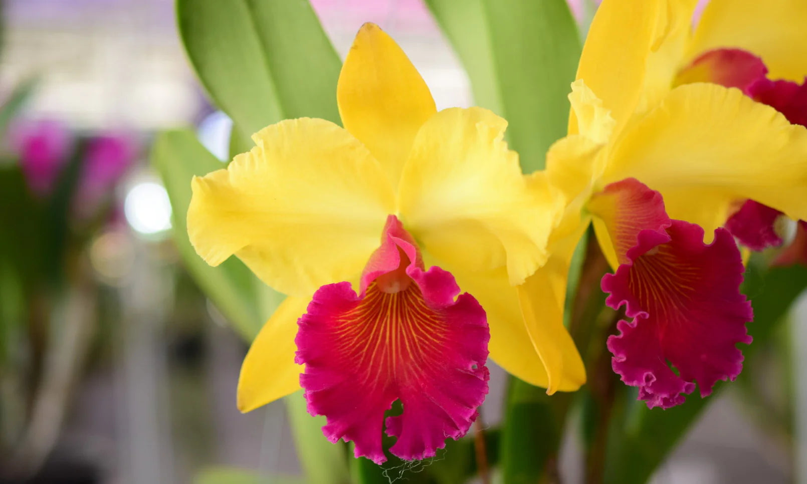 Yellow Red Cattleya Flower seeds for Planting - Long Bloom Season, Heirloom & GMO Free Seeds for Home Garden