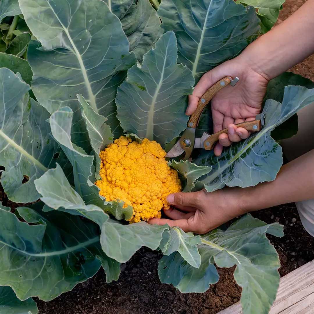 Yellow cauliflower seeds for planting