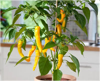 Young yellow chili pepper seedlings in soil