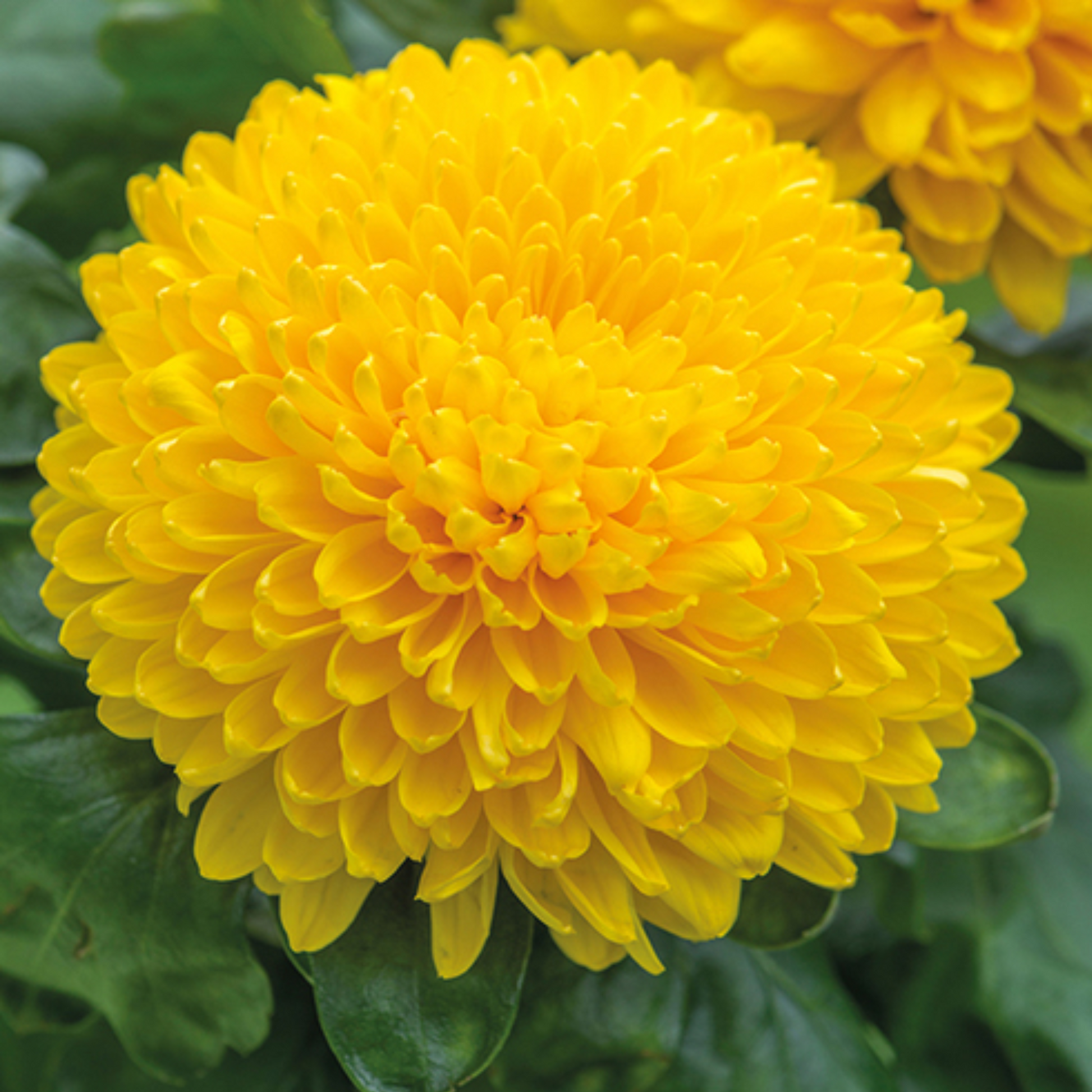Light Yellow Chrysanthemum Flower seeds for Planting - Wildflower Mix, Heirloom & GMO Free Seeds for Home Garden