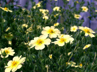 Yellow Cinquefoil Flower Seeds for Planting – Bright Yellow Blooms