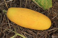 Fresh yellow cucumbers harvested from home garden seeds