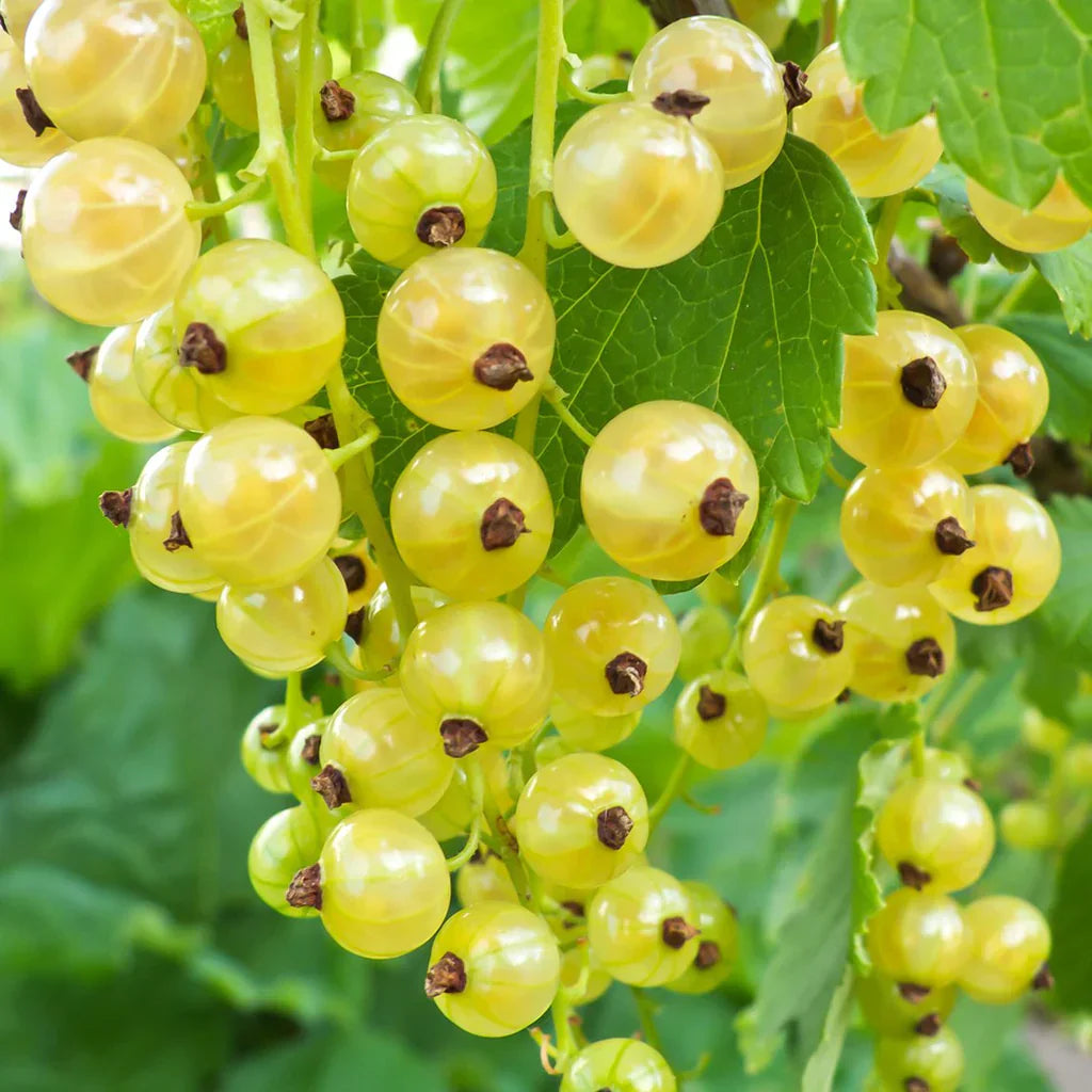 Yellow currant fruit seeds for planting sweet golden berries