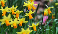 Yellow Daffodil Flower Seeds – Non-GMO Springtime Blooms
