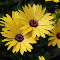 Yellow Dimorphotheca Sinuata Flower Seeds for Planting