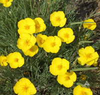 Yellow Eschscholtzia Seeds for Planting