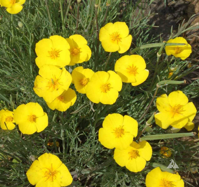 Yellow Eschscholtzia Seeds for Planting