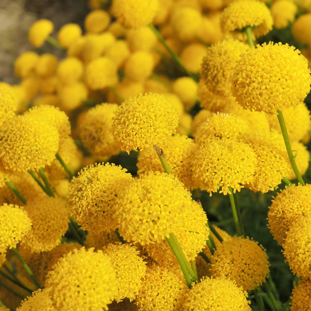 Craspedia Flower seeds for Planting Low Maintenance Heirloom & GMO Free Seeds for Home Garden 
 
 Sale