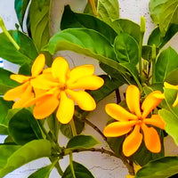 Yellow Gardenia Flower Seeds for Planting Bright Blooms Heirloom & GMO Free Seeds for Home Garden
 
 Sale