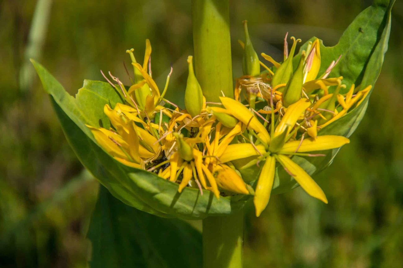 Yellow Gentian Flower Seeds for Planting - Vibrant Perennial Blooms for Your Garden
