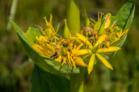 Yellow Gentian Flower Seeds for Planting - Vibrant Perennial Blooms for Your Garden