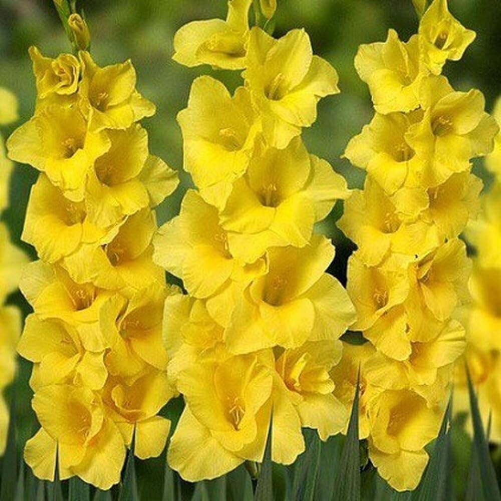 Yellow Gladiolus Flower Seeds Online – Vibrant Tall Garden Flowers