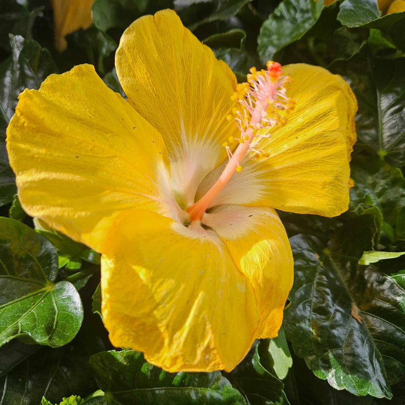 White Yellow Hibiscus Flower Seeds Low Maintenance Heirloom & GMO Free Seeds for Home Garden
 
 Sale