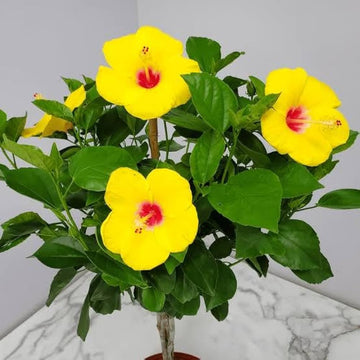 Yellow Hibiscus Seeds for Planting