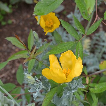 Glaucium Flavum Flower seeds for Planting Seasonal Bloomer Heirloom & GMO Free Seeds for Home Garden