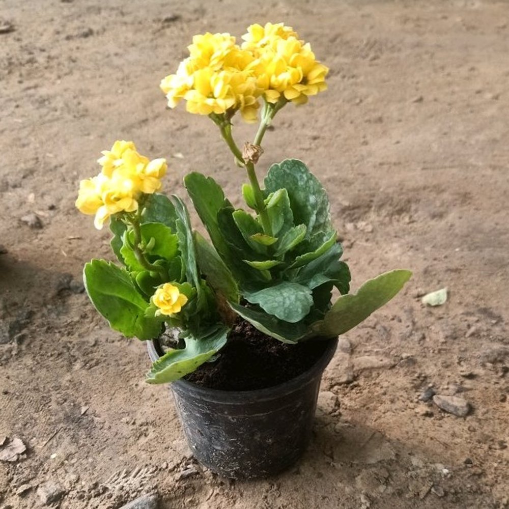 Yellow Kalanchoe Flower seeds for Planting Hardy Variety Heirloom & GMO Free Seeds for Home Garden
 
 Sale