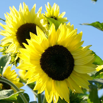 Yellow Lemon Sunflower Seeds for planting