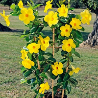 Yellow Mandevilla Flower Seeds for Planting – Cottage Garden Essential Heirloom & NonGMO Seeds
 
 Sale
