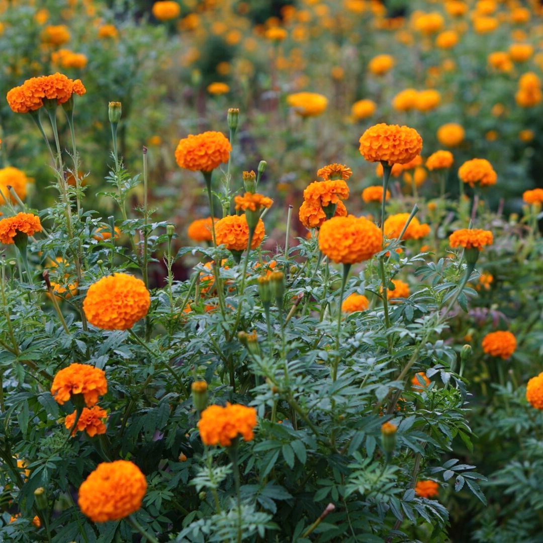 Marigold Flower seeds for Planting Drought Tolerant Heirloom & GMO Free Seeds for Home Garden