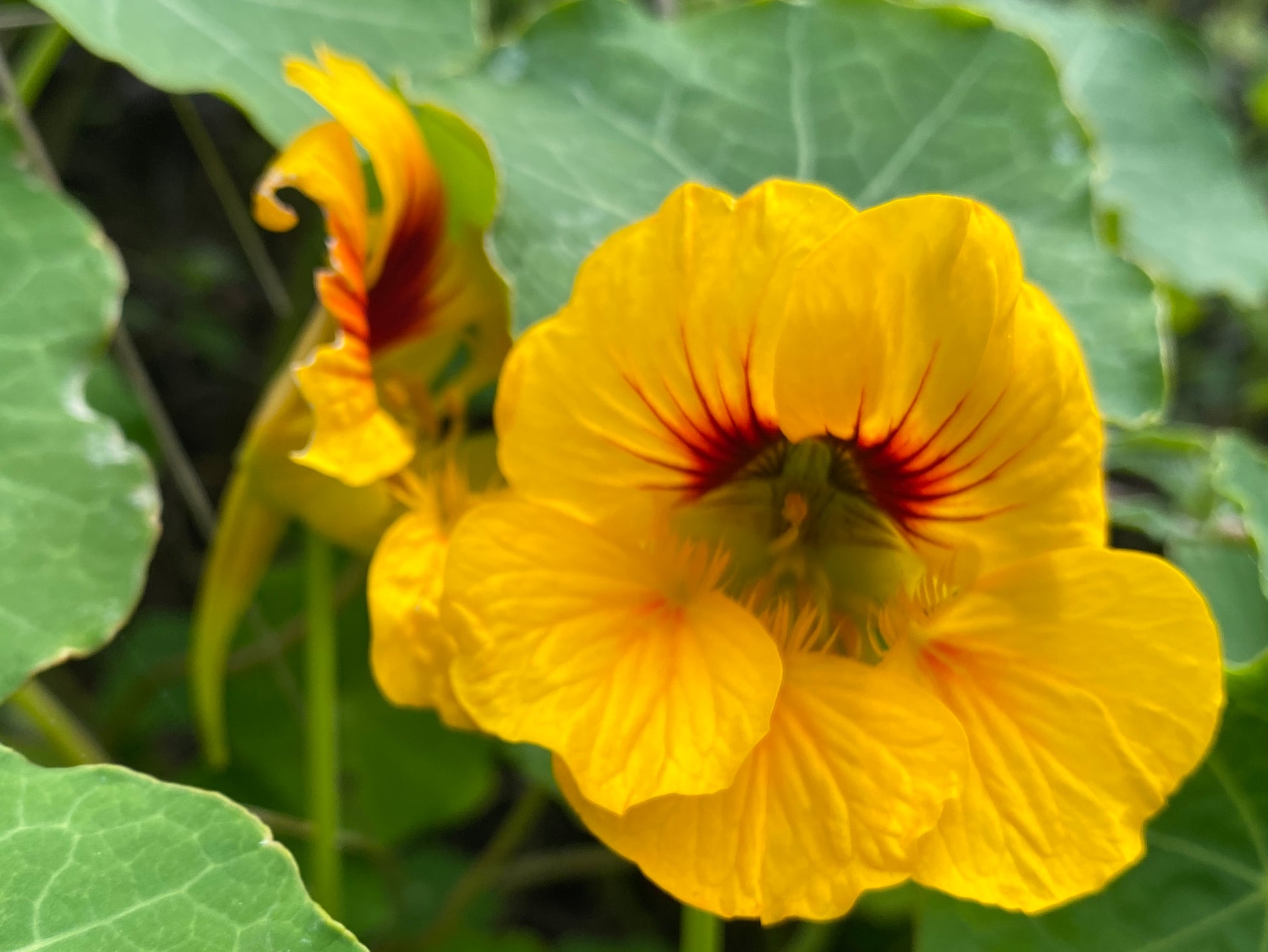 Light Yellow Nasturtium Seeds for Easy Planting – Beautiful Blooms
