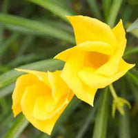 Thevetia Peruviana Flower Seeds – Heirloom Non-GMO Vibrant Blooms for Home Garden Planting