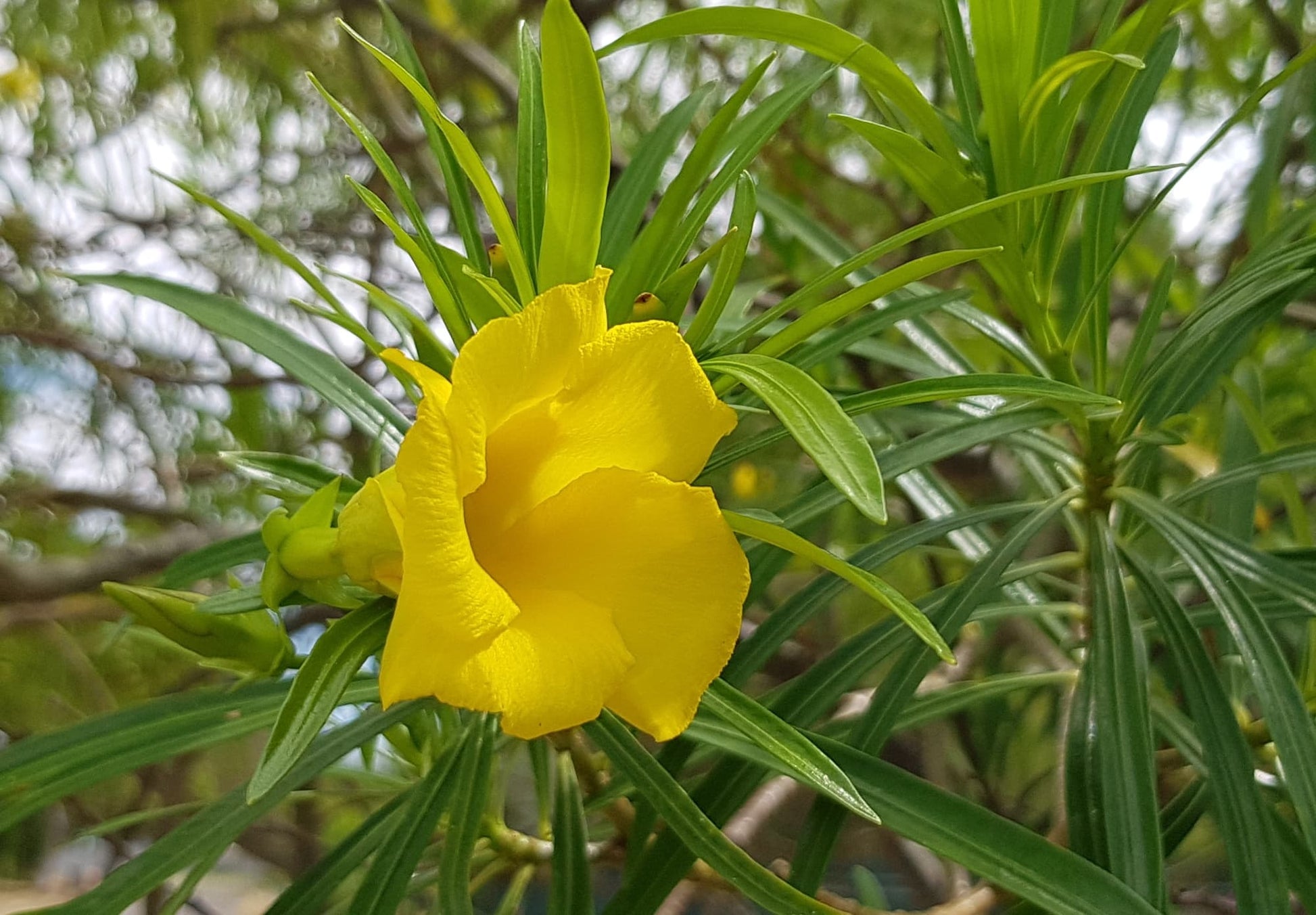Yellow Alpine Bottlebrush Flower seeds for Planting - Hardy Variety, Heirloom & GMO Free Seeds for Home Garden