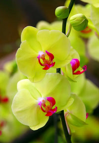 Red Yellow Phalaenopsis Flower Seeds for Planting Low Maintenance Heirloom & GMO Free Seeds for Home Garden
 
 Sale
