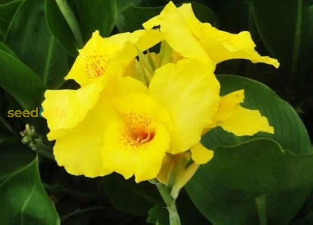 Yellow Pretoria seeds for low-maintenance garden planting
