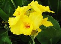 Yellow Pretoria seeds for low-maintenance garden planting
