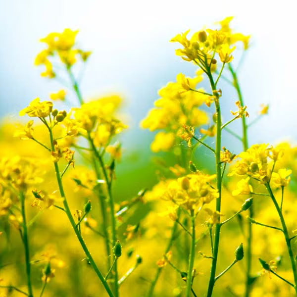 Canola Oil Flower seeds for Planting Hardy Variety Heirloom & GMO Free Seeds for Home Garden