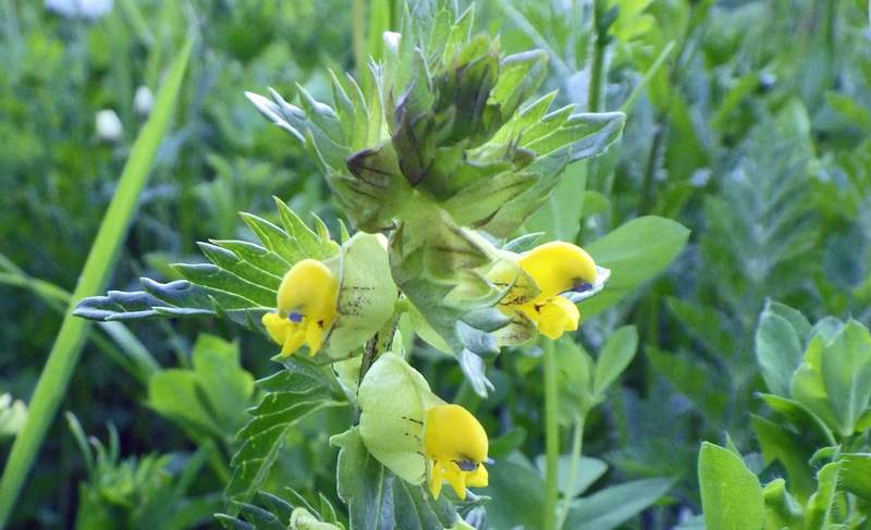 Yellow Rattle Flower Seeds for Planting