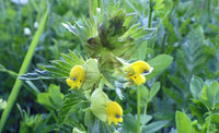 Yellow Rattle Flower Seeds for Planting