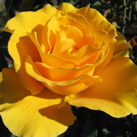 Yellow Unique Rose bush with lush foliage