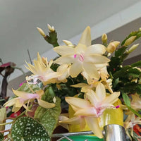 Yellow Schlumbergera Flower Seeds for Planting