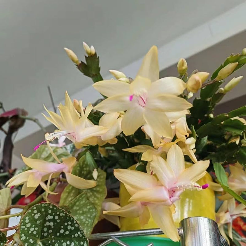 Yellow Schlumbergera Flower Seeds for Planting
