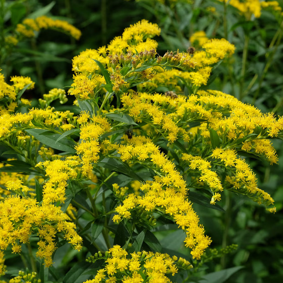 Goldenrod Flower seeds for Planting - Wildflower Mix, Heirloom & GMO Free Seeds for Home Garden