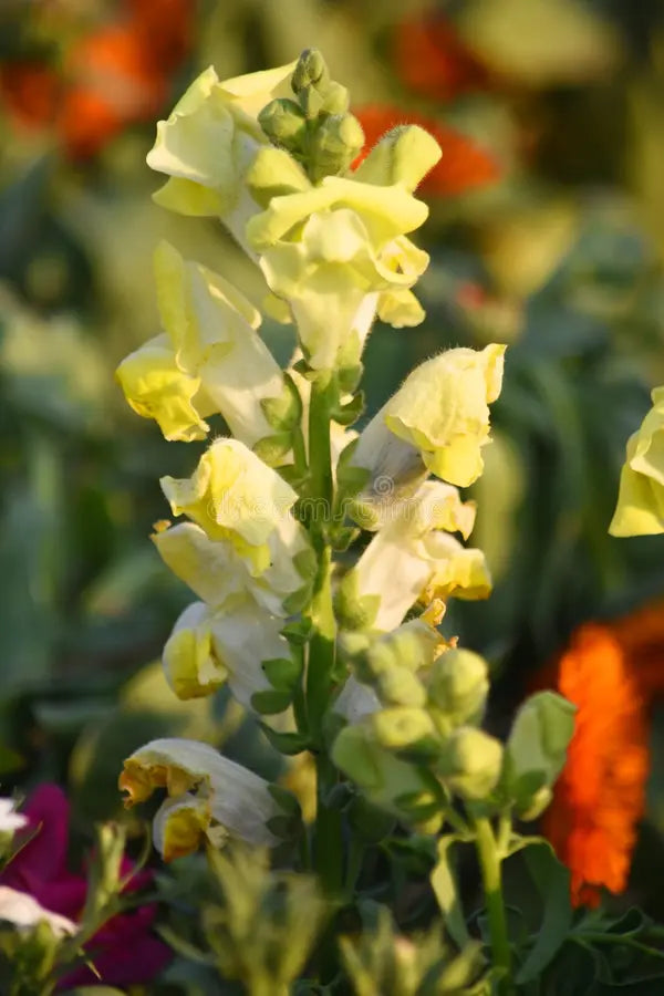 Matthiola Incana Yellow Flower Seeds for Spring and Summer Planting