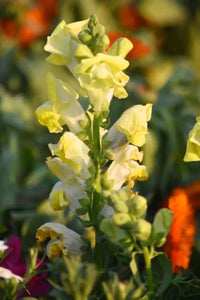 Matthiola Incana Yellow Flower Seeds for Spring and Summer Planting