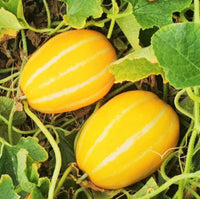 Mature Yellow Sweet Melon plant with green vines and leaves