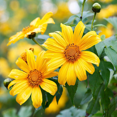 100 Pcs