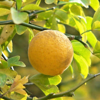 Yellow Trifoliata tree seeds for planting and gardening