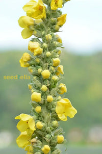 Yellow Verbascum Flower Seeds For Planting